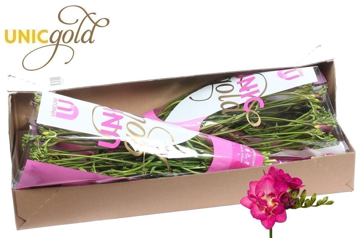 Срезанные цветы оптом Freesia do purple rain от 100шт из Голландии с доставкой по России