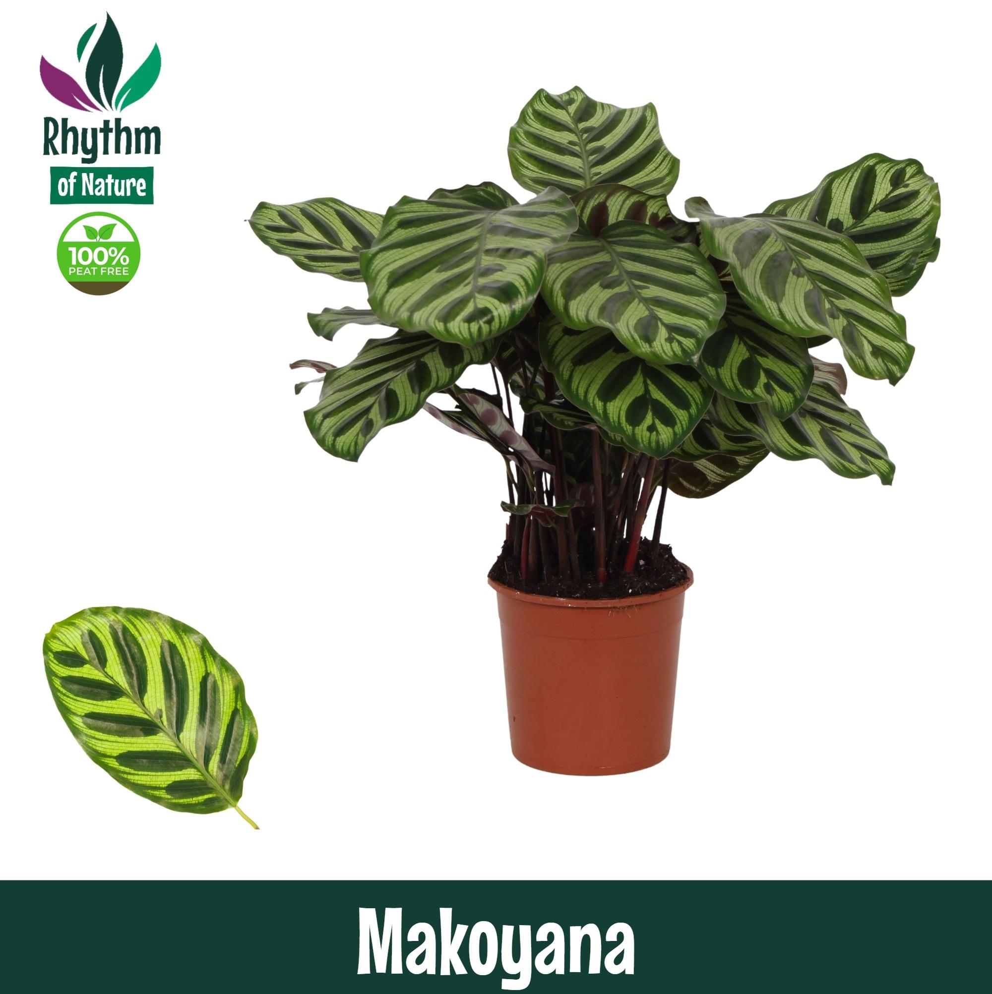 Горшечные цветы и растения оптом Calathea Makoyana от 8шт из Голландии с доставкой по России