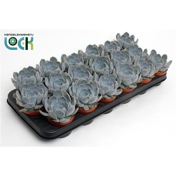 Горшечные цветы и растения оптом Echeveria Minima от 12шт (для телеги) из Голландии с доставкой по России