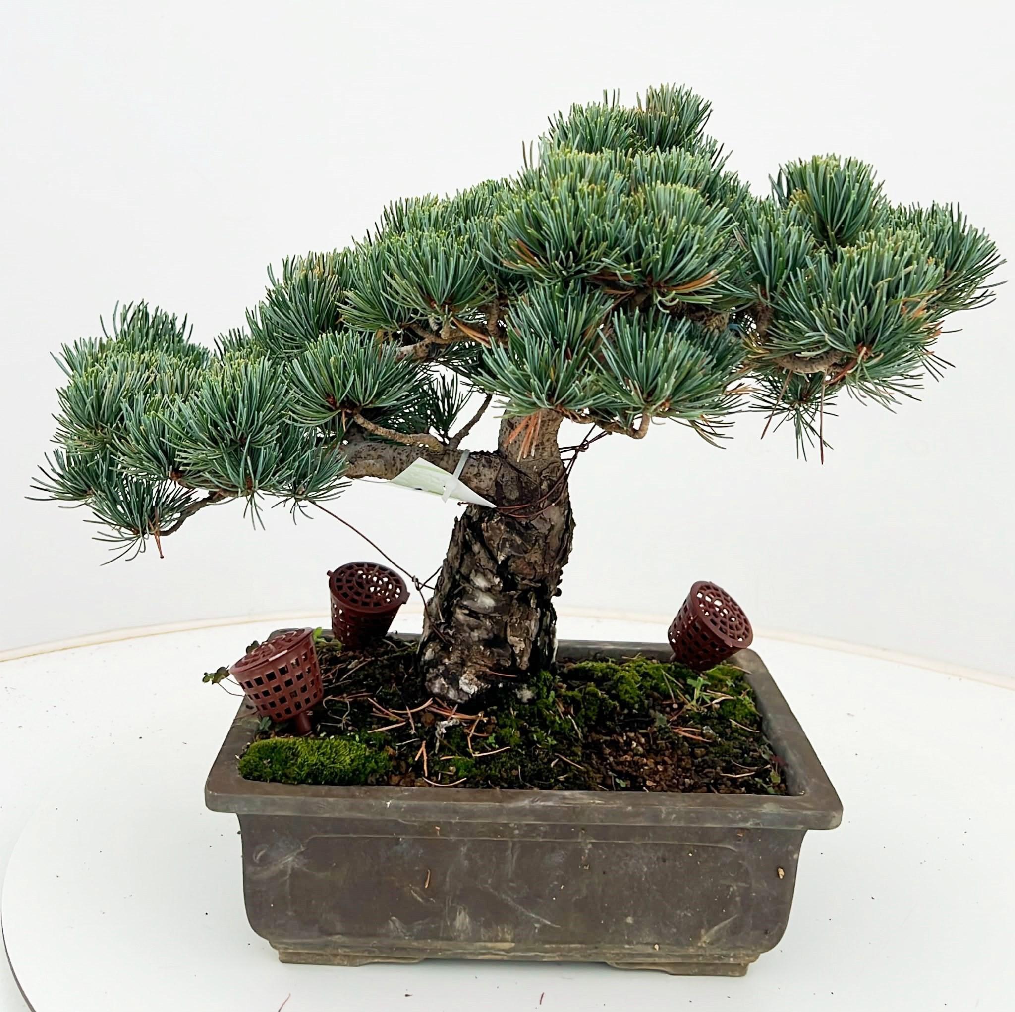 Горшечные цветы и растения оптом Pinus Parviflora, 25cm, Height 35cm. (single Item) от 1шт из Голландии с доставкой по России