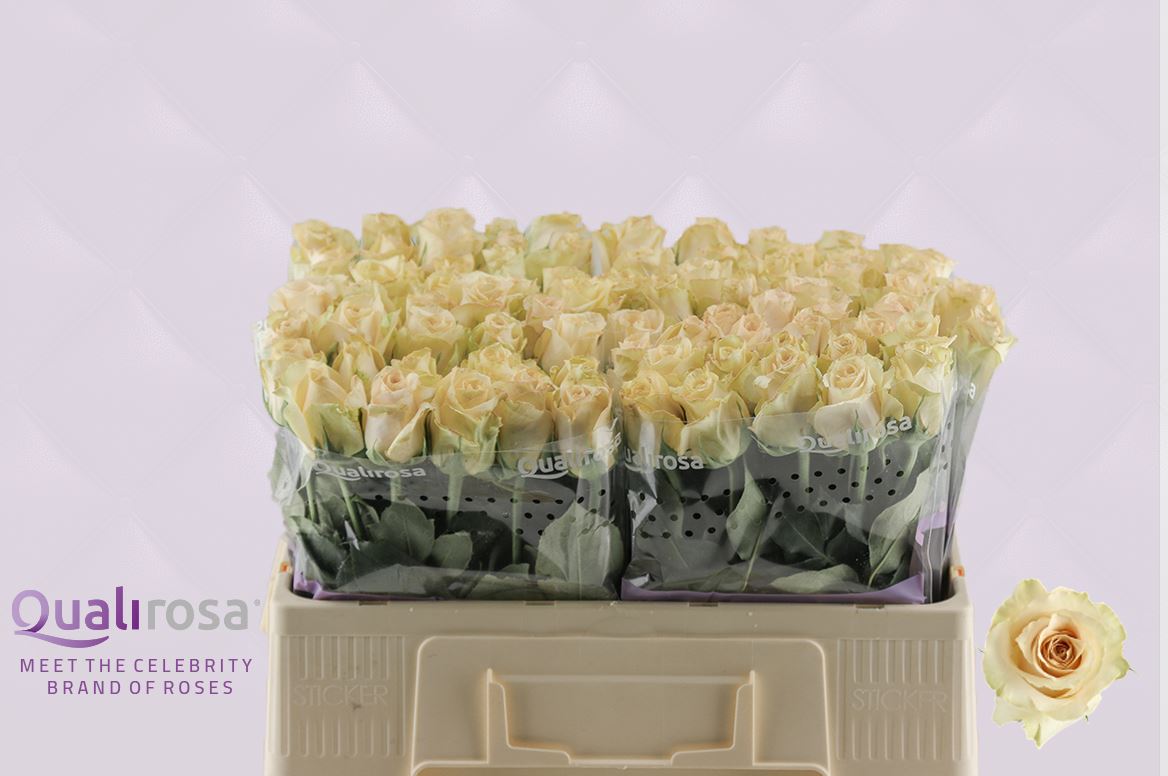 Срезанные цветы оптом Rosa large quicksand от 80шт из Голландии с доставкой по России