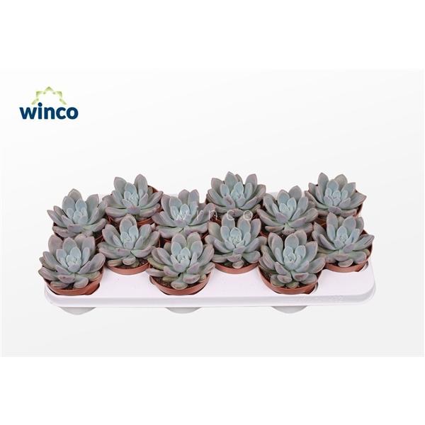 Горшечные цветы и растения оптом Graptoveria Opalina от 10шт из Голландии с доставкой по России