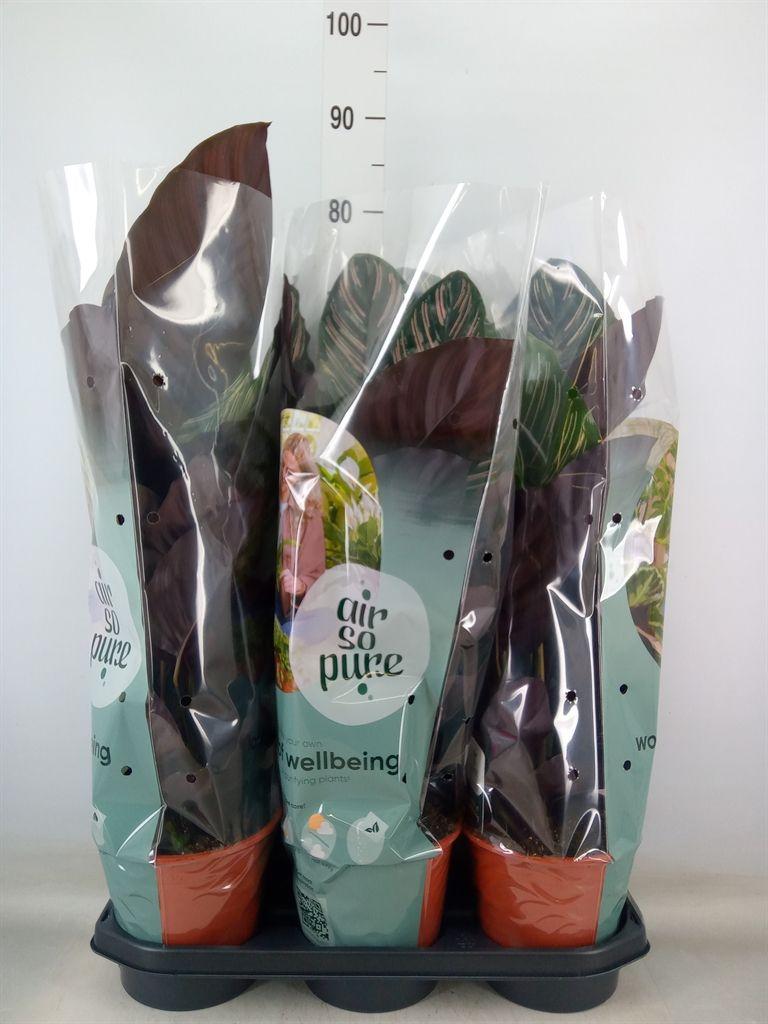 Горшечные цветы и растения оптом Calathea Sanderiana от 3шт из Голландии с доставкой по России