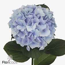 Срезанные цветы оптом Hydrangea royal supreme от 5шт из Голландии с доставкой по России