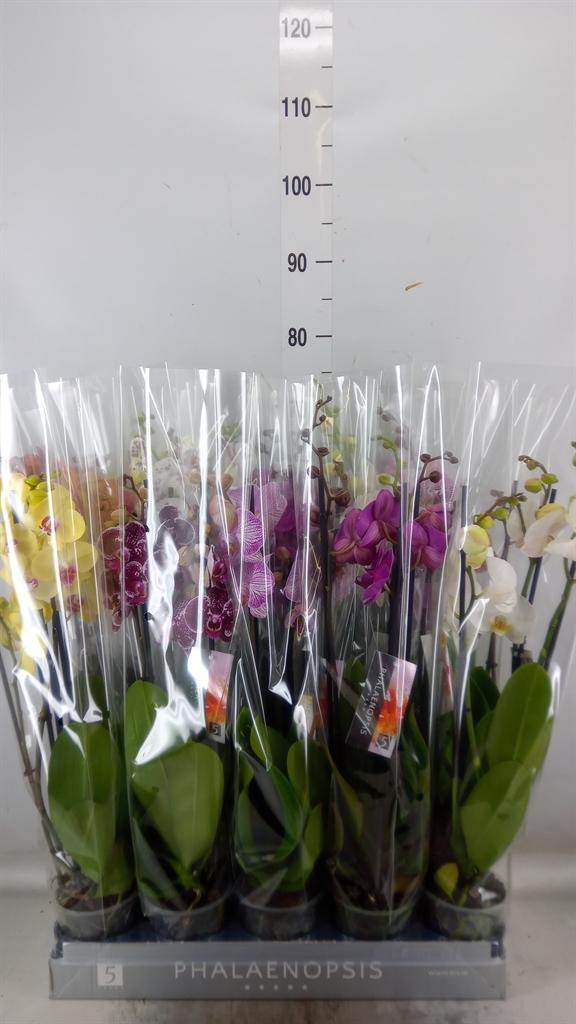 Горшечные цветы и растения оптом Phalaenopsis   ...mix  7 от 10шт из Голландии с доставкой по России