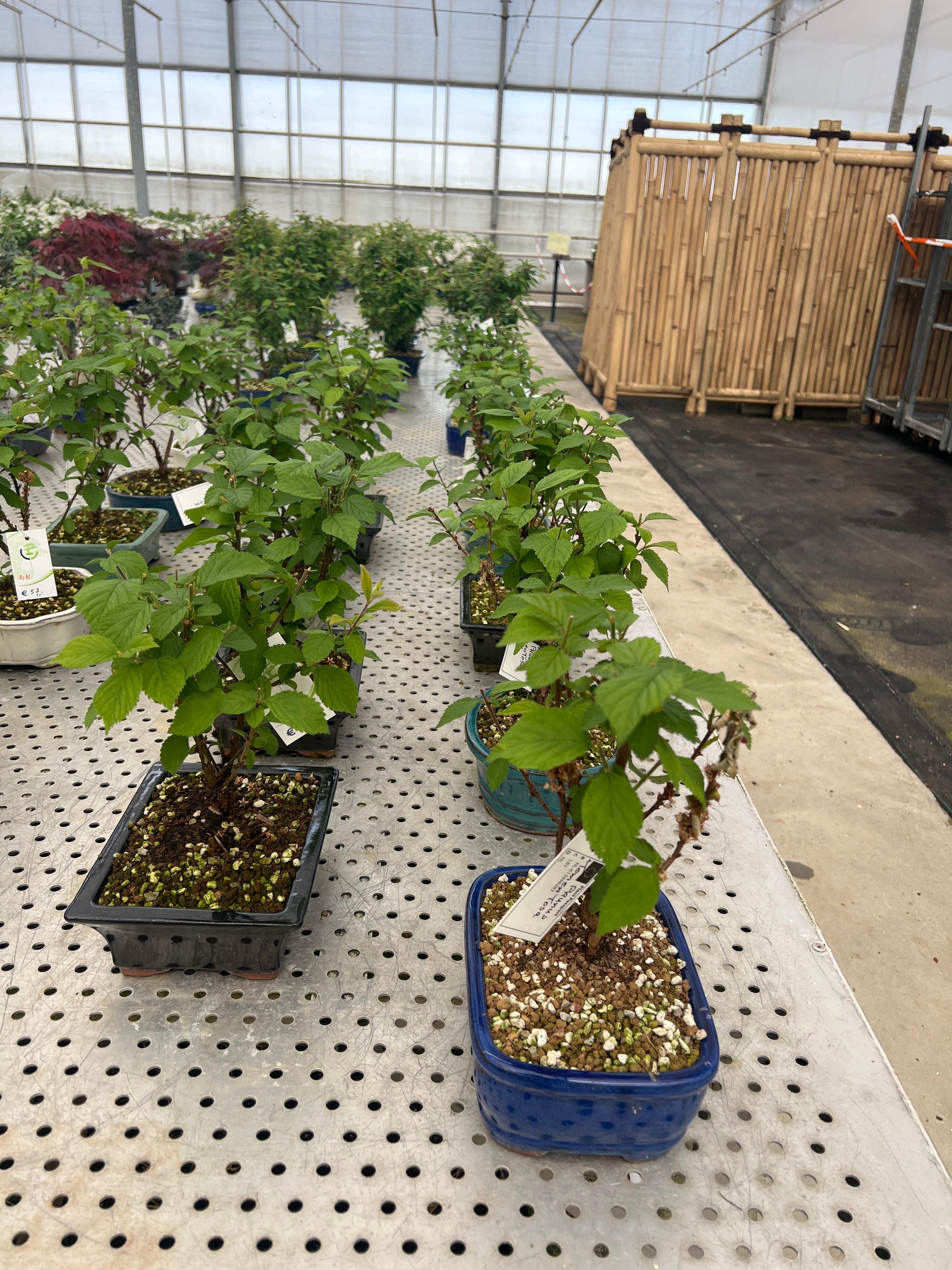 Горшечные цветы и растения оптом Prunus Tomentosa, Pot 19cm. Various Pot Color. от 5шт из Голландии с доставкой по России