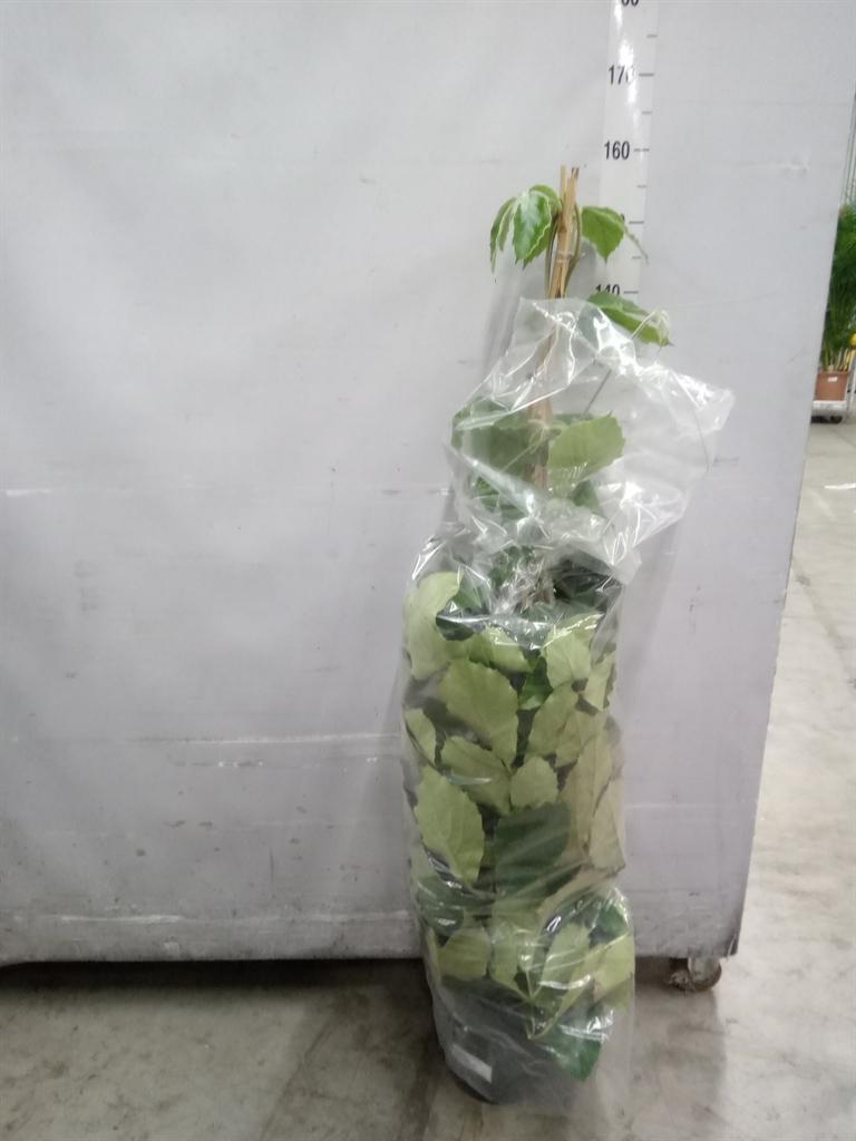 Горшечные цветы и растения оптом Tetrastigma Voinierianum от 1шт из Голландии с доставкой по России