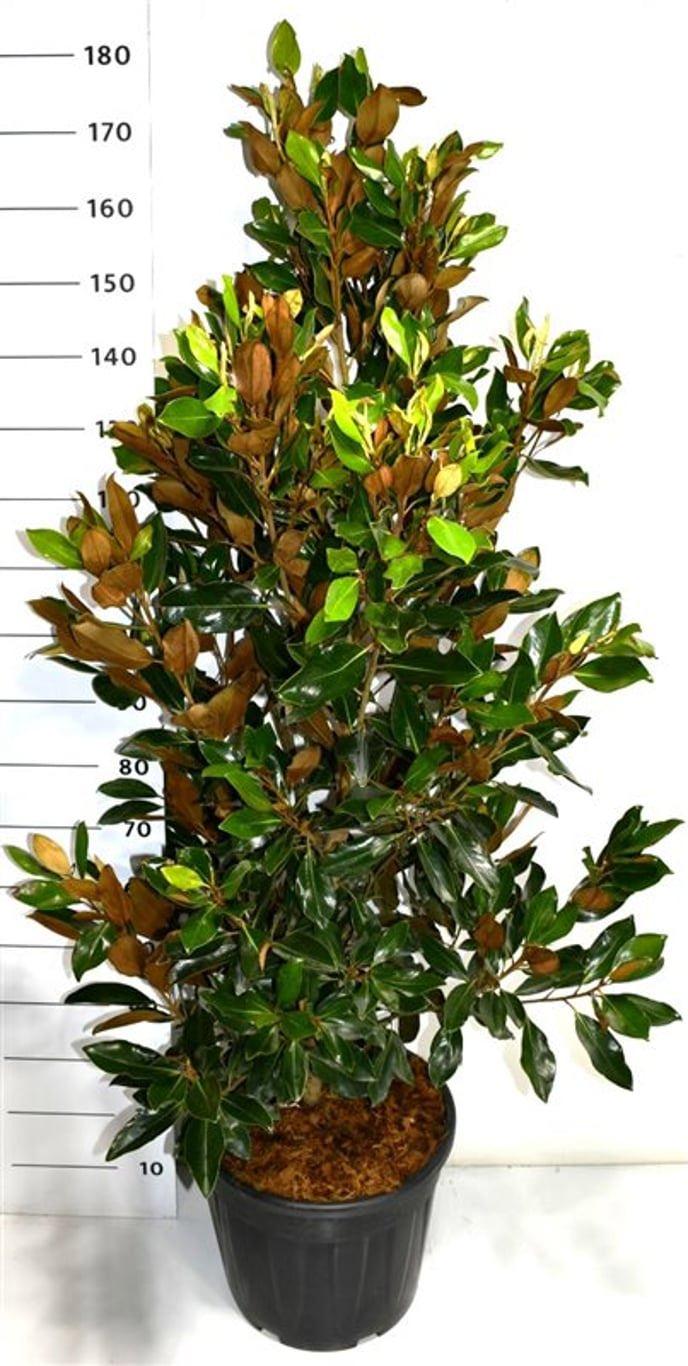 Горшечные цветы и растения оптом Magnolia Grandi Little Gem от 1шт из Голландии с доставкой по России