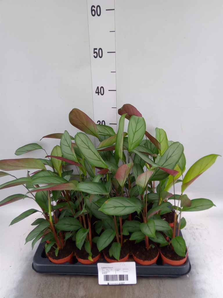 Горшечные цветы и растения оптом Calathea   ... от 20шт из Голландии с доставкой по России