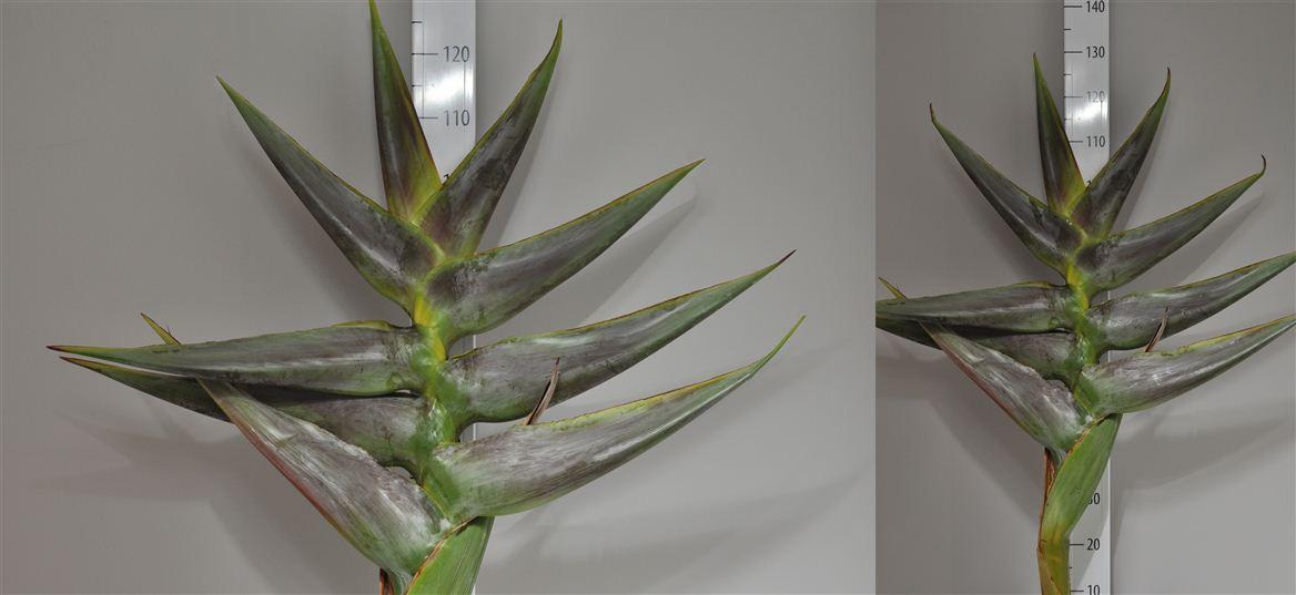 Срезанные цветы оптом Heliconia green от 1шт из Голландии с доставкой по России