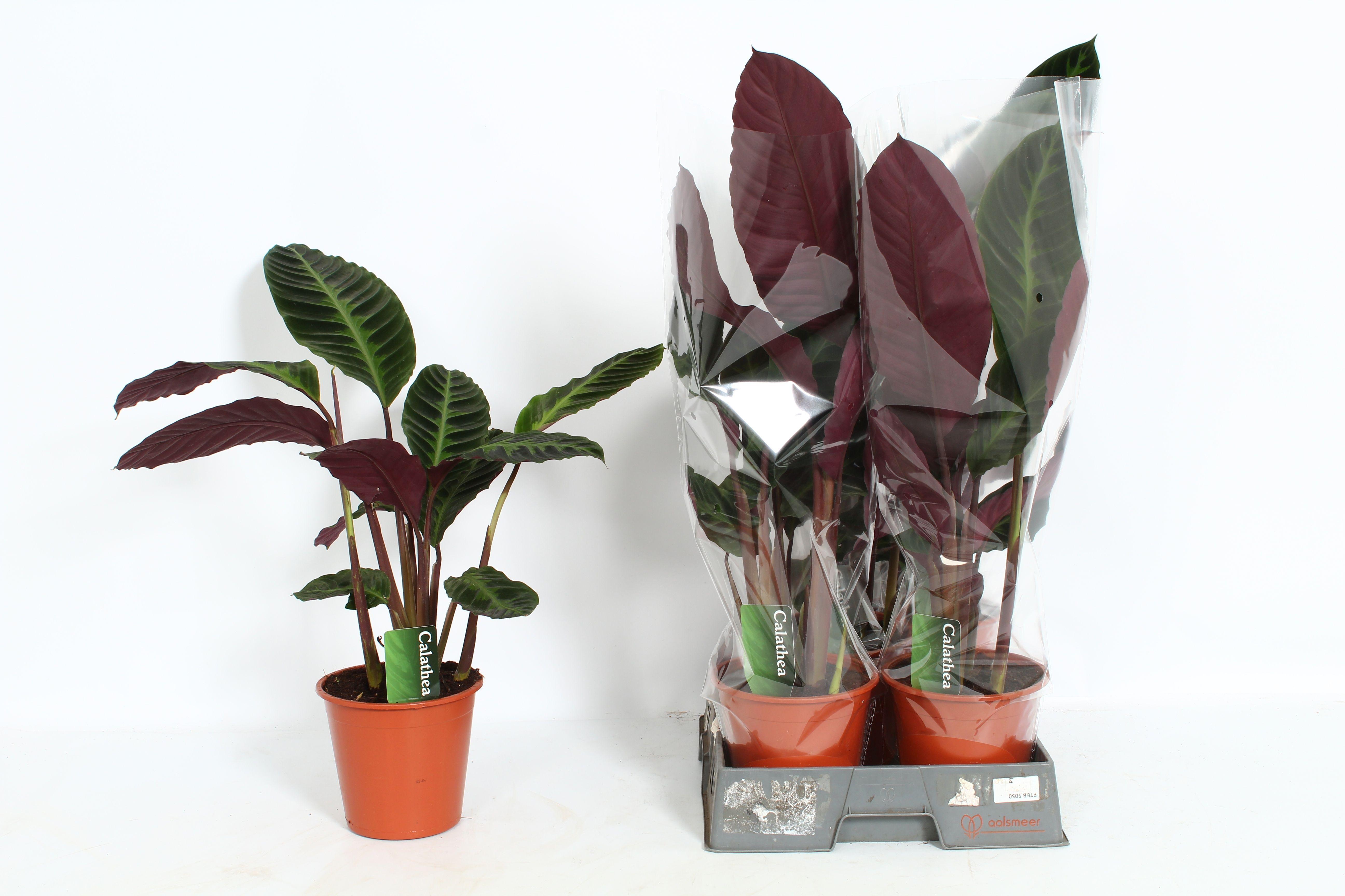 Горшечные цветы и растения оптом Calat Warscewiczii от 5шт из Голландии с доставкой по России