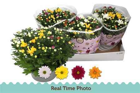 Горшечные цветы и растения оптом Chrys Carnaval In Bowl от 3шт из Голландии с доставкой по России