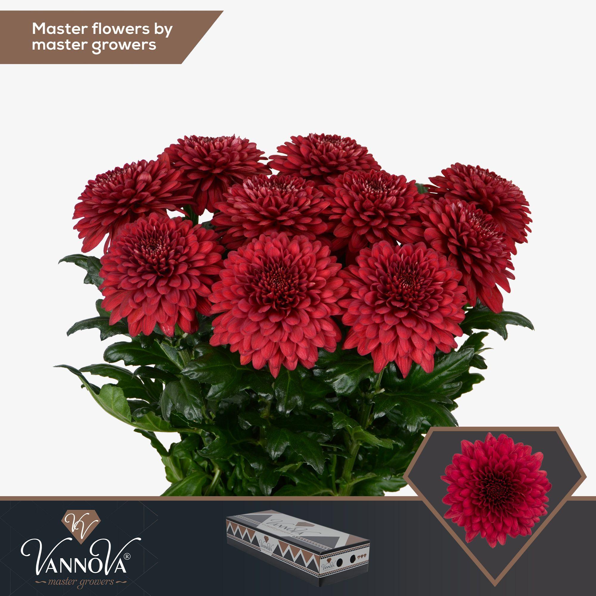 Срезанные цветы оптом Chrys bl lamira red от 60шт. из Голландии с доставкой по России