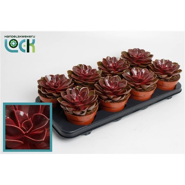 Горшечные цветы и растения оптом Echeveria Magic Red от 6шт из Голландии с доставкой по России