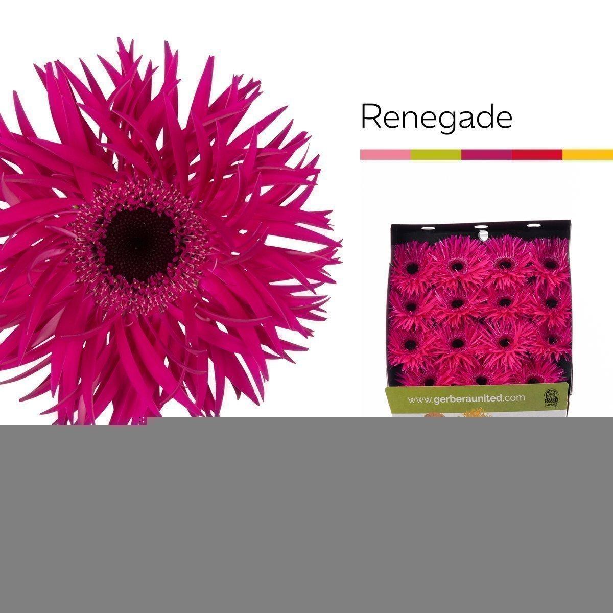 Срезанные цветы оптом Gerbera diamond gerspider renegade от 15шт из Голландии с доставкой по России