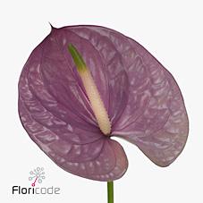 Срезанные цветы оптом Anthurium kaleo от 12шт. из Голландии с доставкой по России
