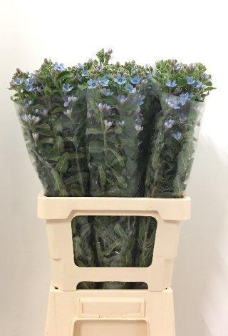 Срезанные цветы оптом Oxypetalum tanioka pure blue от 50шт из Голландии с доставкой по России
