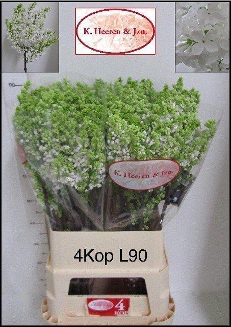 Срезанные цветы оптом Syringa madame florent stepman от 40шт из Голландии с доставкой по России