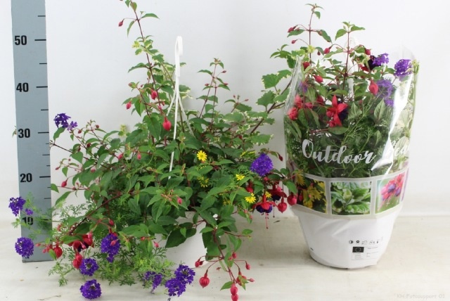 Горшечные цветы и растения оптом Perkpl Toef 4 Kl от 1шт из Голландии с доставкой по России