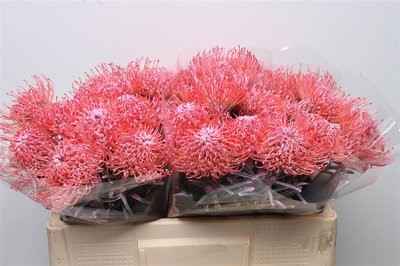 Срезанные цветы оптом Nutans paint pink от 30шт из Голландии с доставкой по России