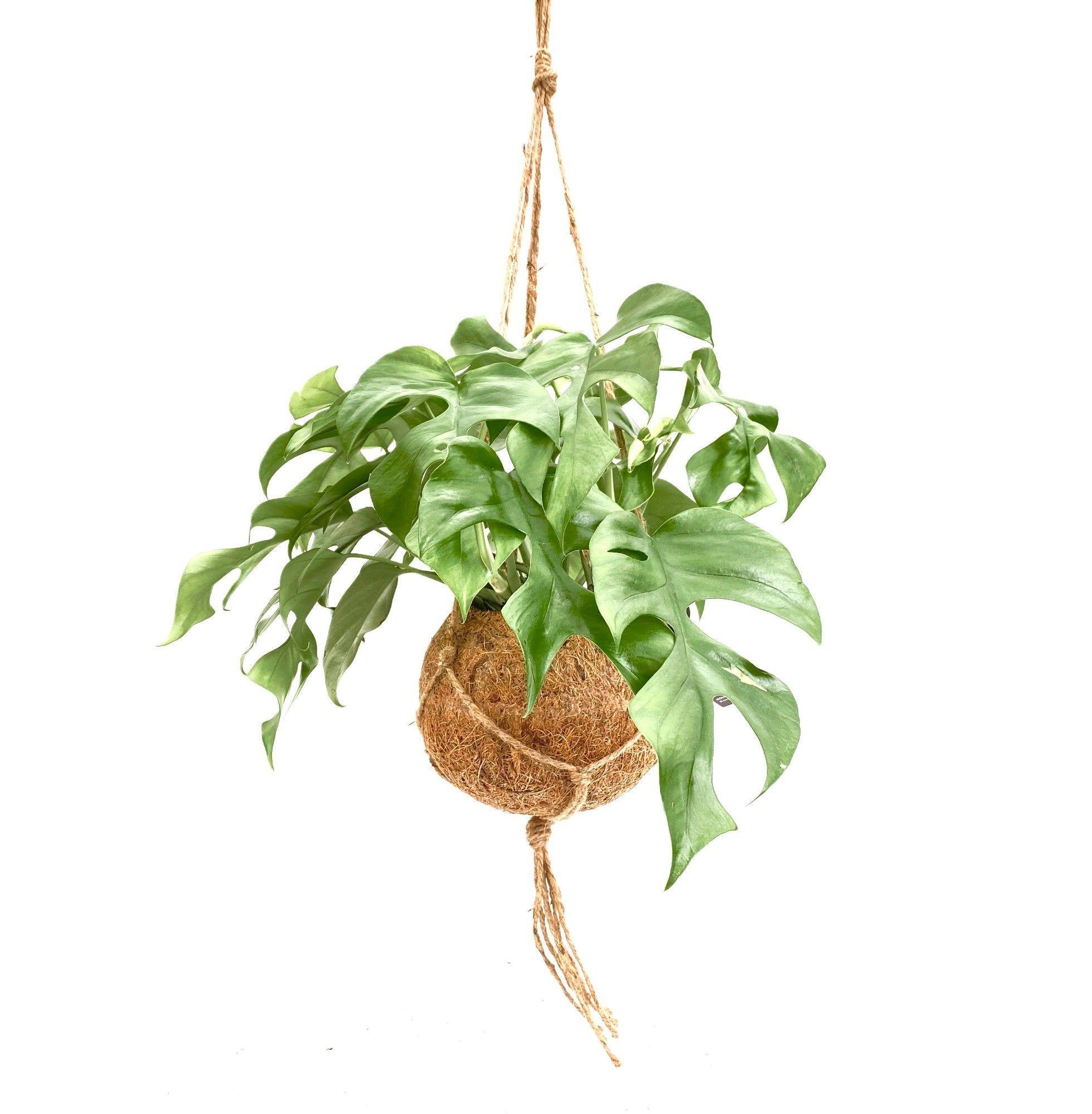 Горшечные цветы и растения оптом Monstera Ov от 3шт из Голландии с доставкой по России