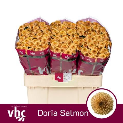 Срезанные цветы оптом Chrys sa doria salmon от 75шт из Голландии с доставкой по России