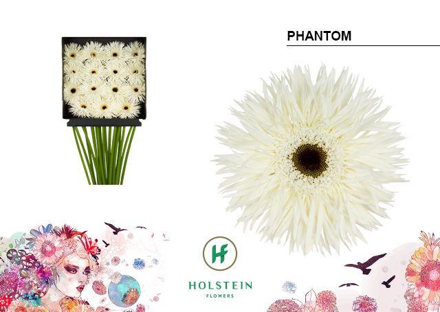 Срезанные цветы оптом Gerbera diamond phantom от 15шт из Голландии с доставкой по России