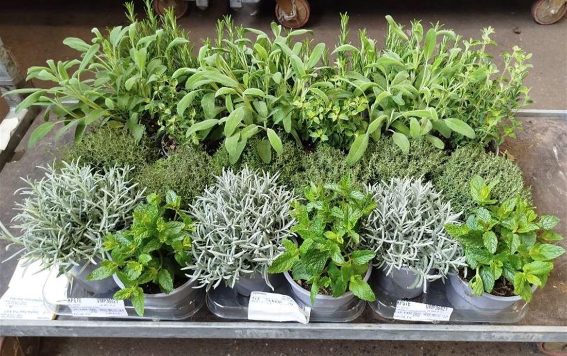 Горшечные цветы и растения оптом Herb Mix от 8шт из Голландии с доставкой по России