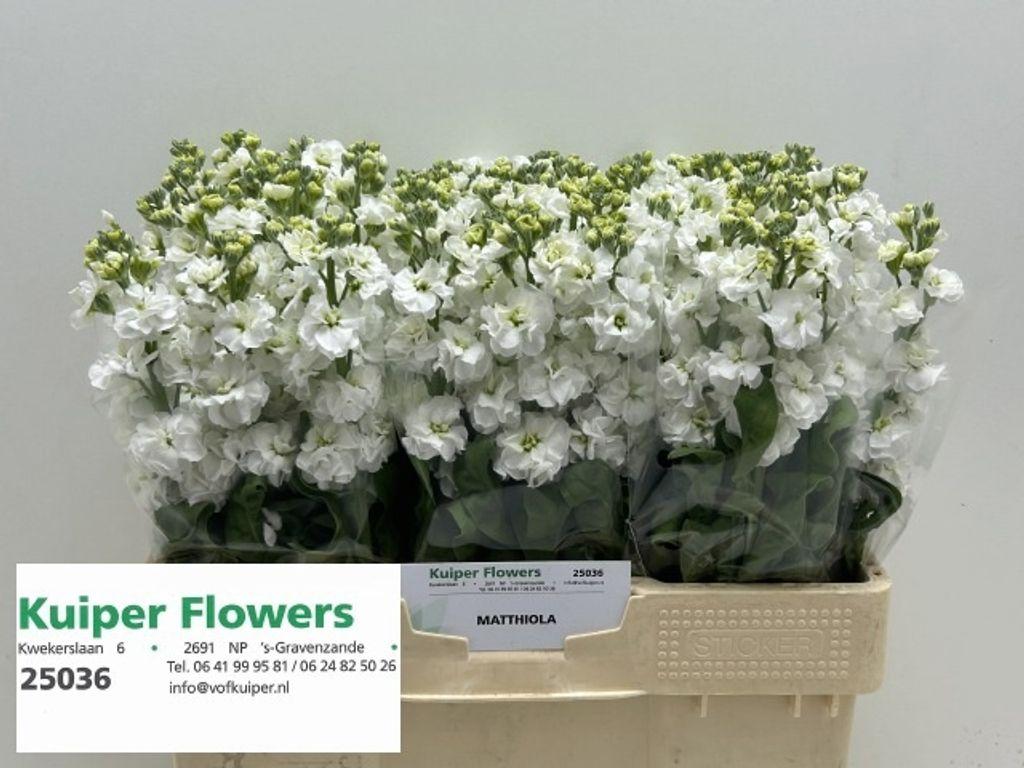 Срезанные цветы оптом Matthiola white от 60шт из Голландии с доставкой по России