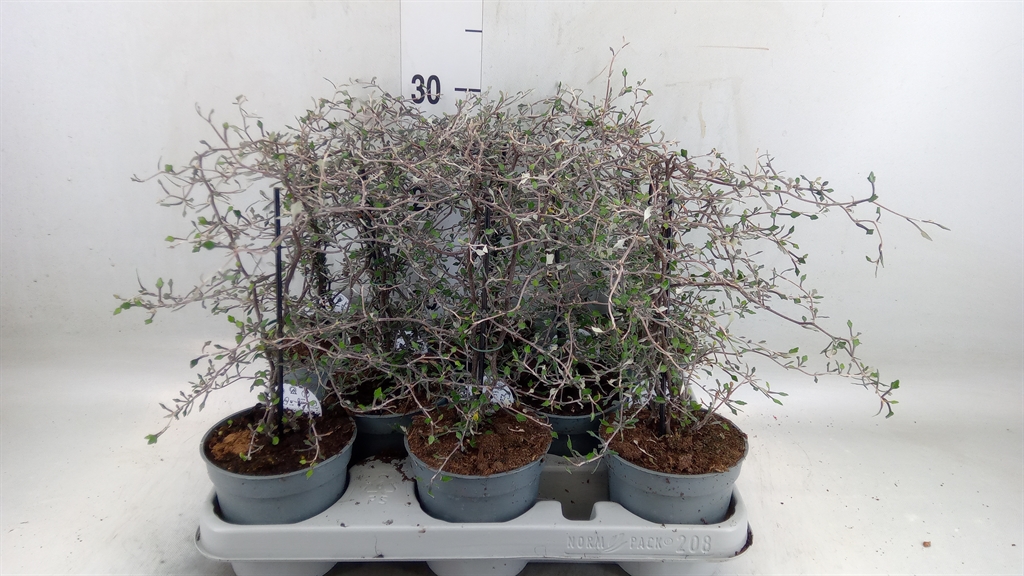 Горшечные цветы и растения оптом Corokia Cotoneaster от 8шт из Голландии с доставкой по России