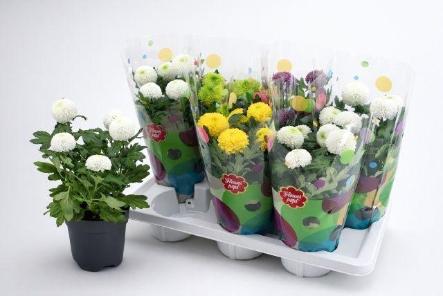 Горшечные цветы и растения оптом Chrys Fp Gem от 7шт из Голландии с доставкой по России