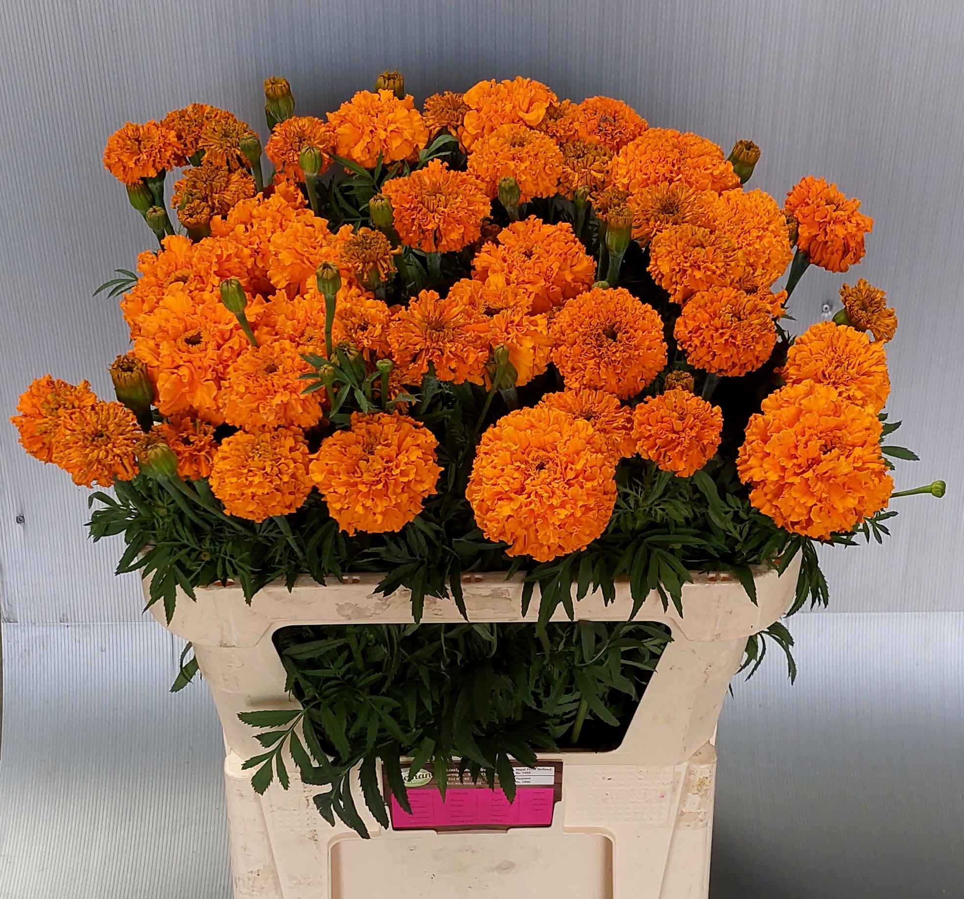 Срезанные цветы оптом Tagetes promise orange от 50шт из Голландии с доставкой по России