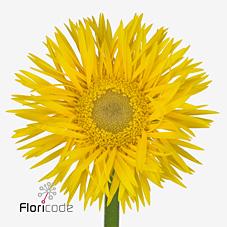 Срезанные цветы оптом Germini gerspider stryker от 80шт из Голландии с доставкой по России