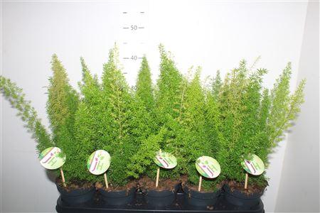 Горшечные цветы и растения оптом Aspar D Myers от 10шт из Голландии с доставкой по России