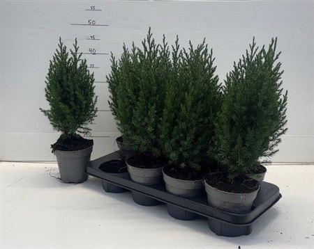 Горшечные цветы и растения оптом Juni Ch Stricta от 8шт из Голландии с доставкой по России