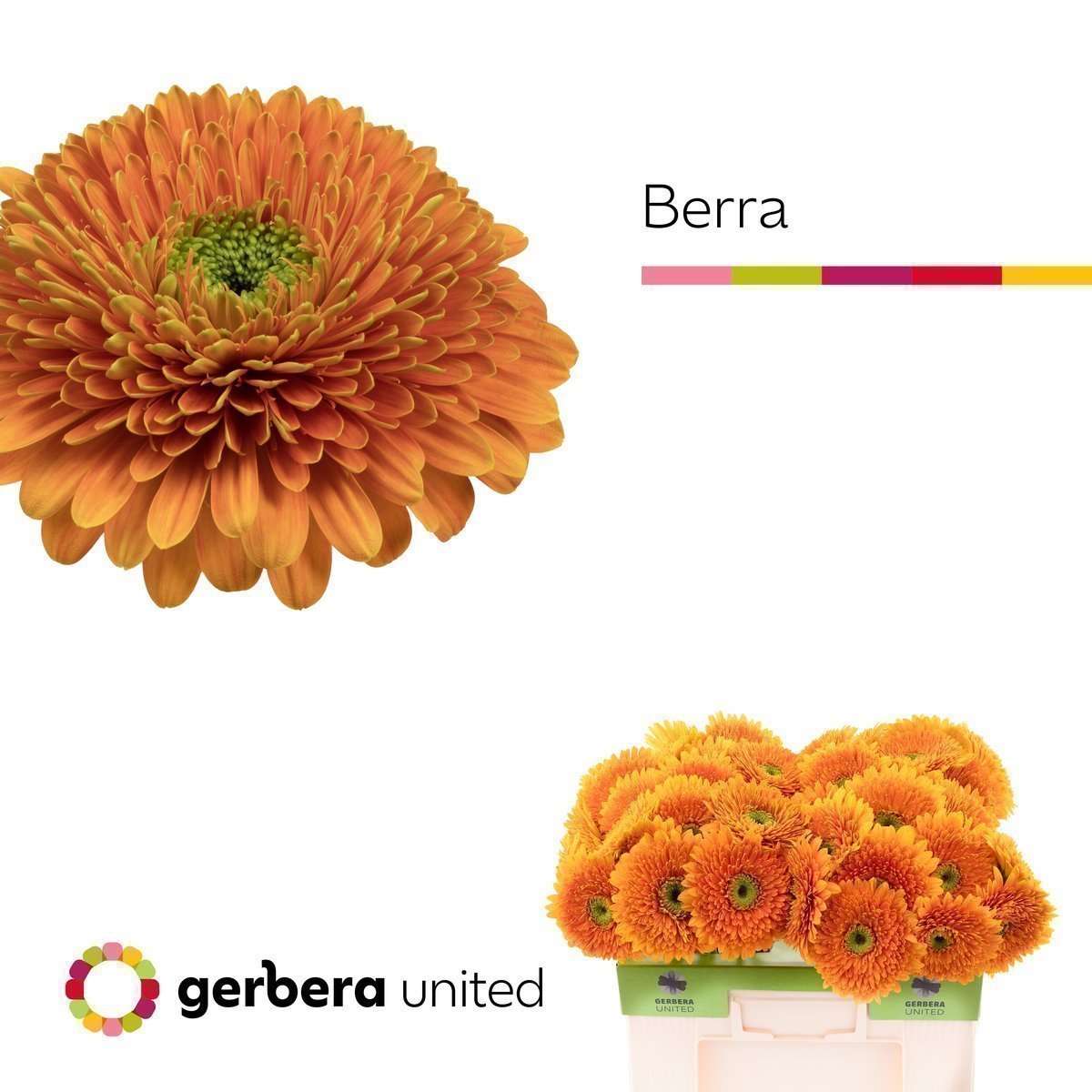 Срезанные цветы оптом Gerbera berra+ от 40шт. из Голландии с доставкой по России