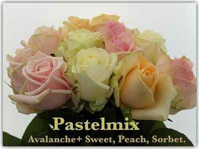 Срезанные цветы оптом Rosa la avalanche+ pastel (mixbunch) от 60шт из Голландии с доставкой по России