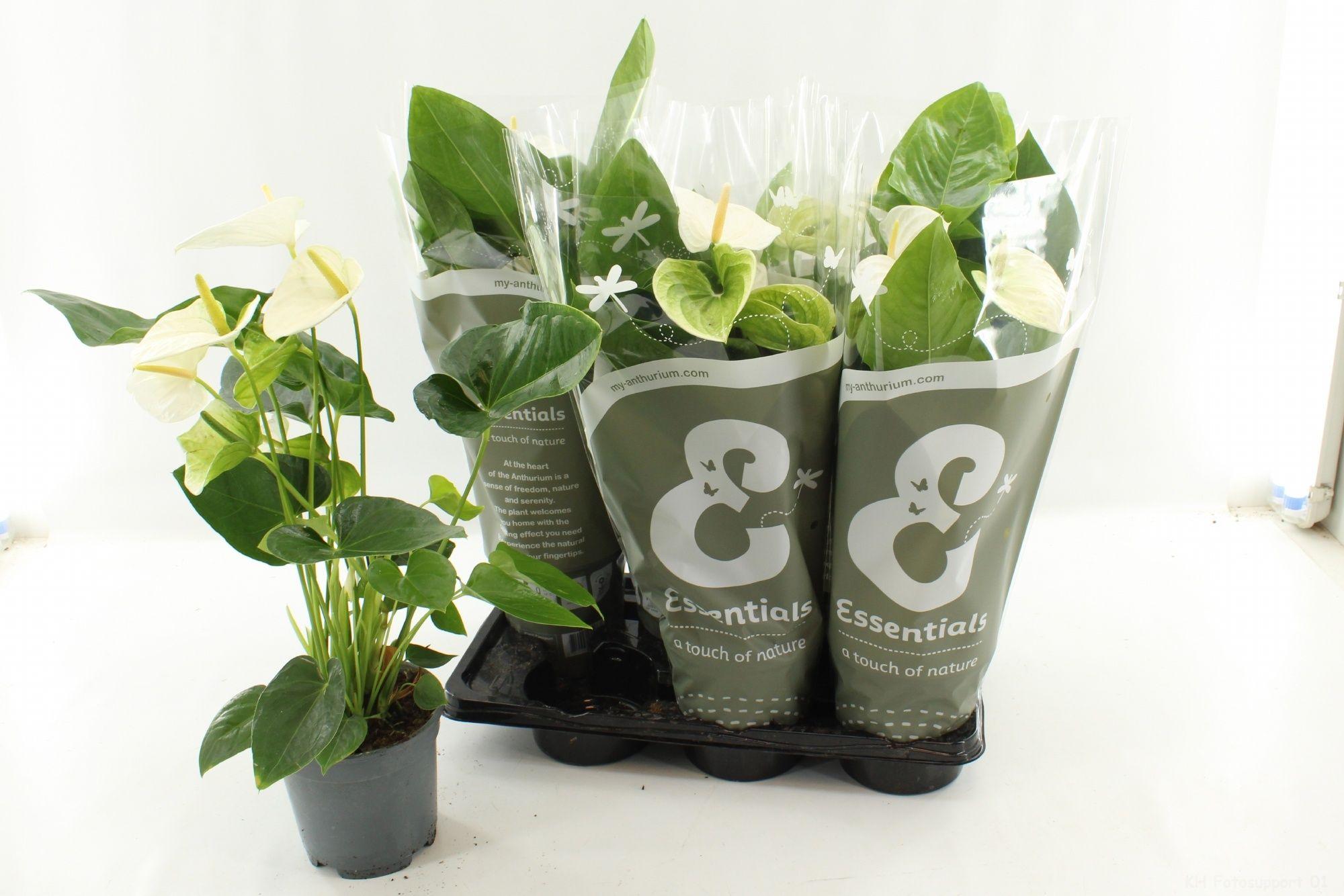 Горшечные цветы и растения оптом Anthu An Alaska от 6шт из Голландии с доставкой по России