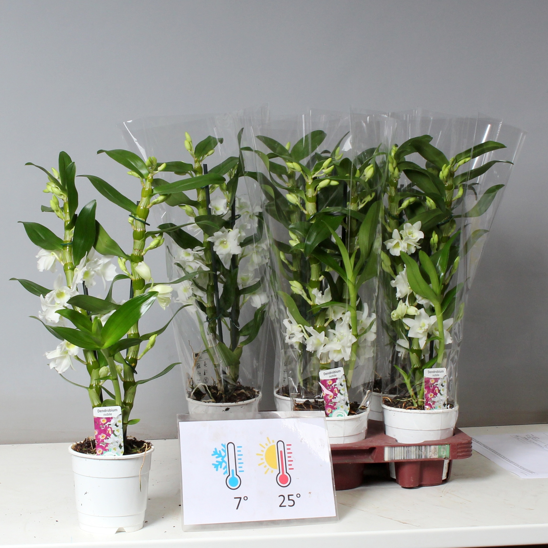 Горшечные цветы и растения оптом Dendr N Sc Apollon 2 Branches * Spring Deal * от 6шт из Голландии с доставкой по России