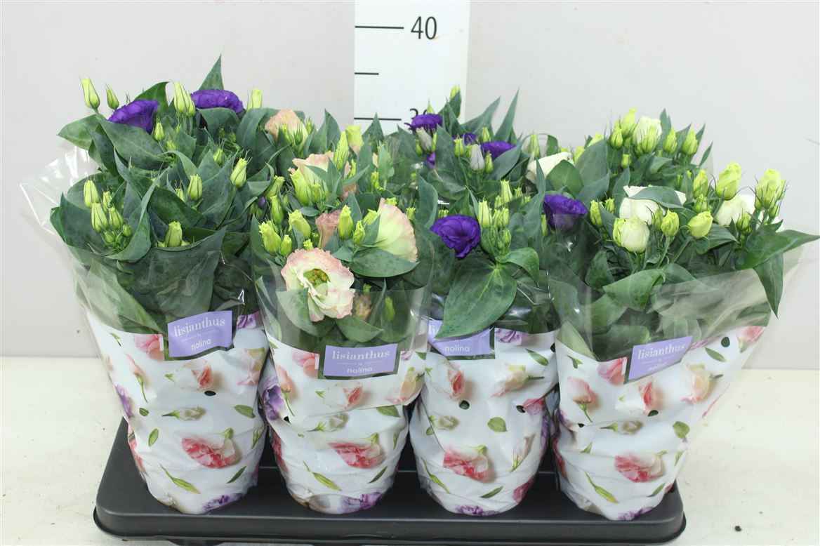 Горшечные цветы и растения оптом Eustoma Julietta Gemengd от 8шт из Голландии с доставкой по России