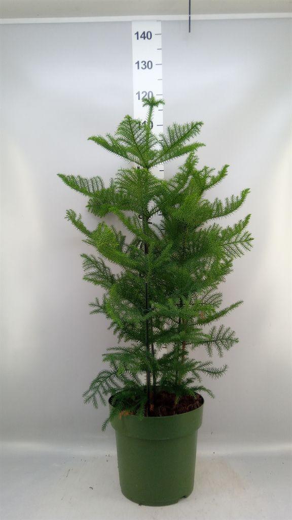 Горшечные цветы и растения оптом Araucaria Heterophylla от 1шт из Голландии с доставкой по России