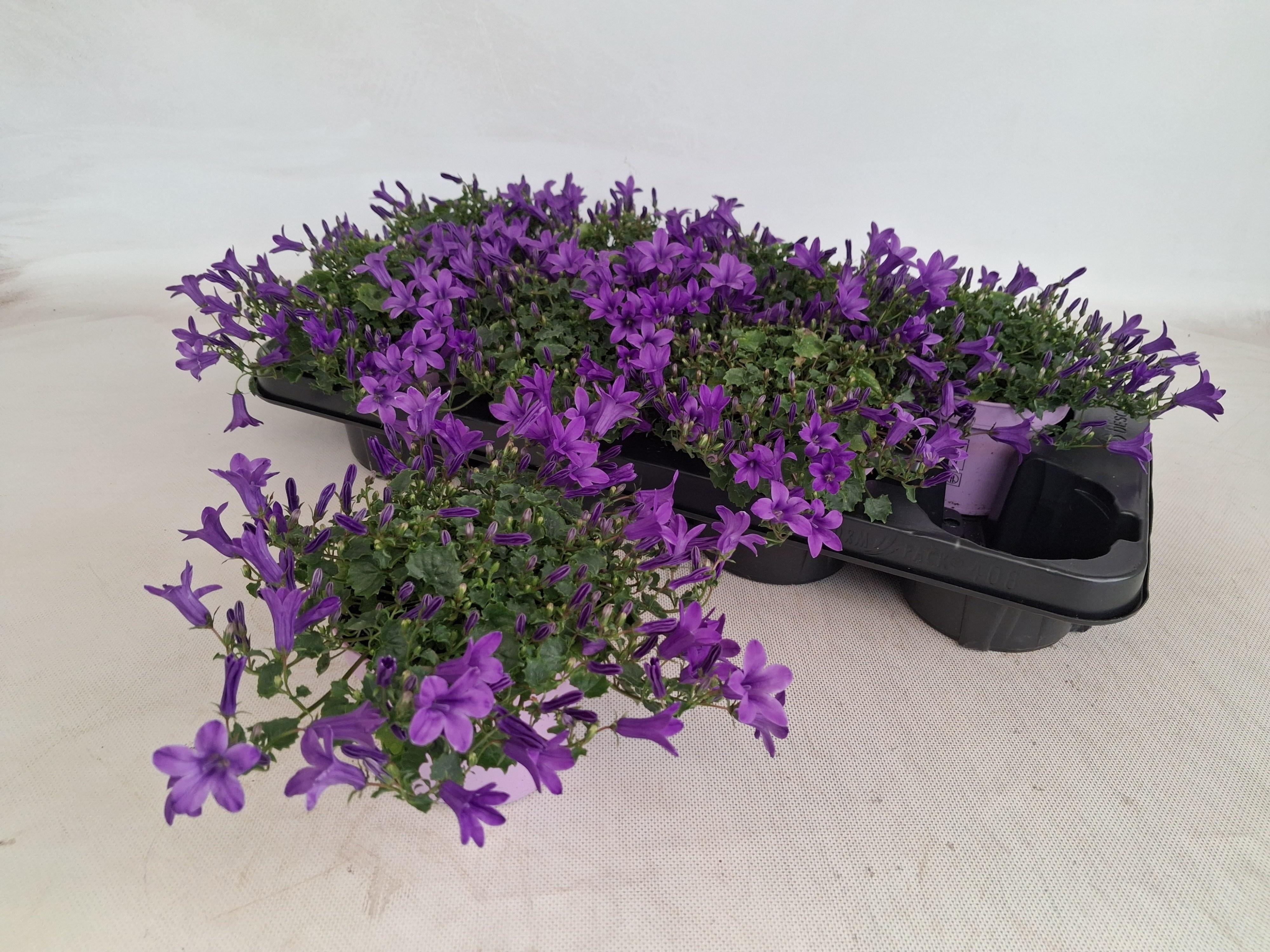 Горшечные цветы и растения оптом Camp Ov от 8шт (для телеги) из Голландии с доставкой по России