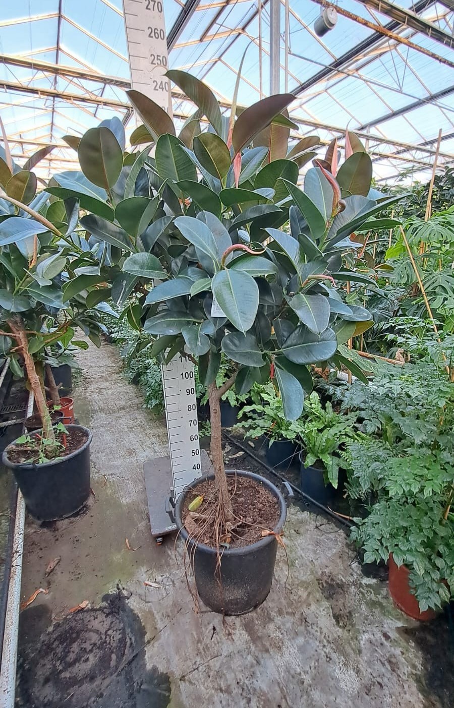 Горшечные цветы и растения оптом Ficus El Robusta On Stem Xxl от 1шт из Голландии с доставкой по России