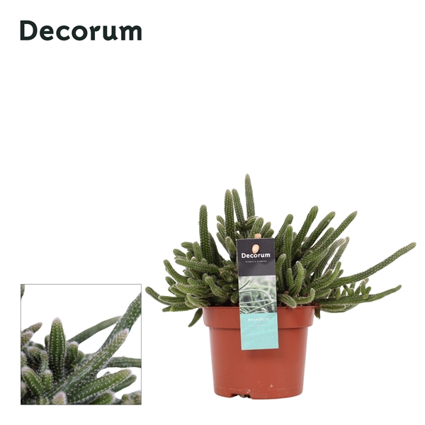 Горшечные цветы и растения оптом Rhipsalis Baccifera Horrida от 8шт из Голландии с доставкой по России