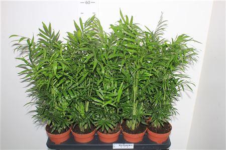 Горшечные цветы и растения оптом Chamaed Elegans 15pp P12. от 10шт из Голландии с доставкой по России