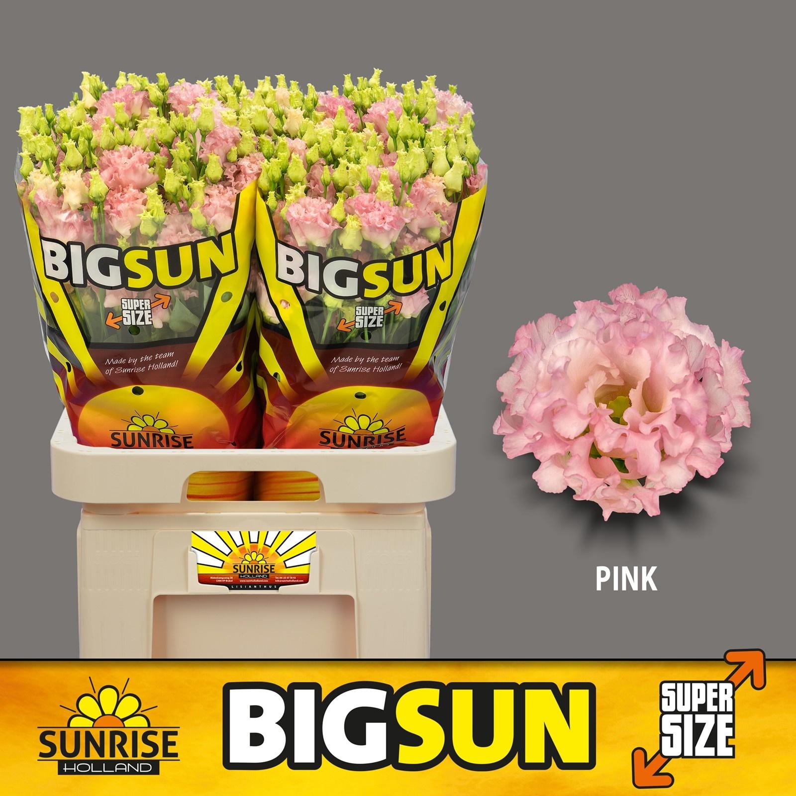 Срезанные цветы оптом Lisianthus do big sun pink от 40шт из Голландии с доставкой по России