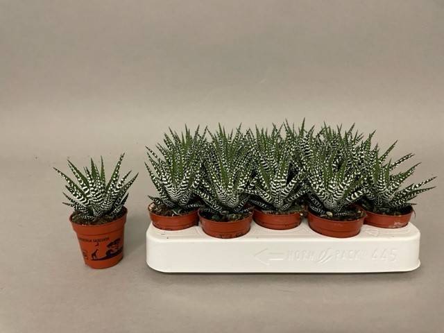 Горшечные цветы и растения оптом Haworthia Big Band от 20шт из Голландии с доставкой по России