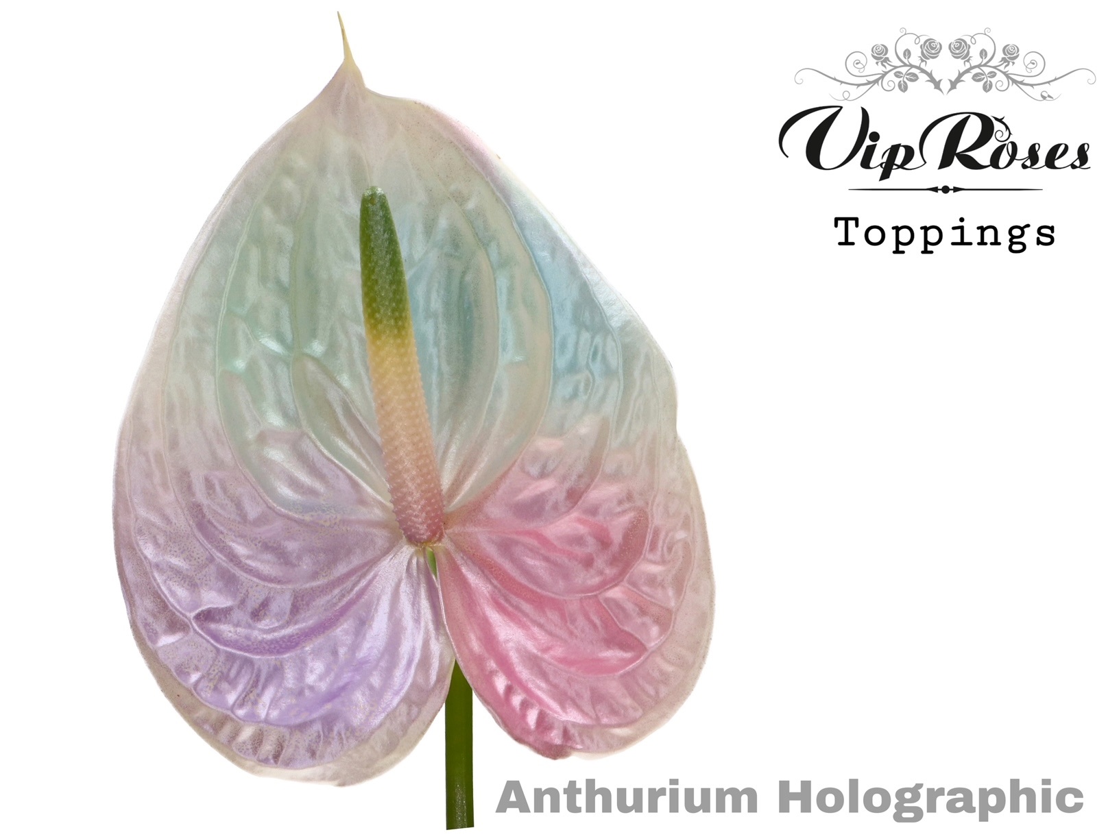 Срезанные цветы оптом Anthurium paint holographic от 12шт из Голландии с доставкой по России