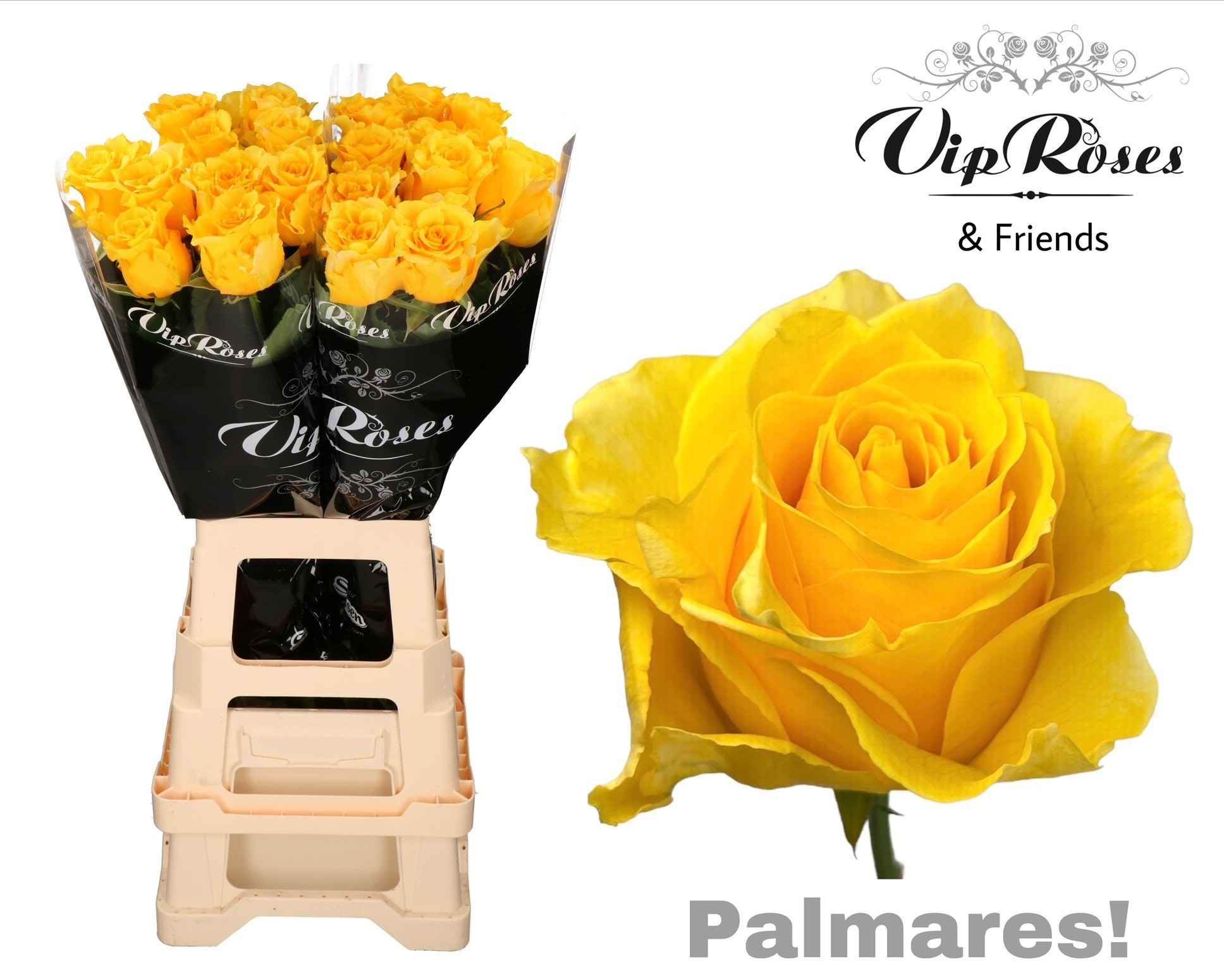 Срезанные цветы оптом Rosa la palmares! от 10шт из Голландии с доставкой по России