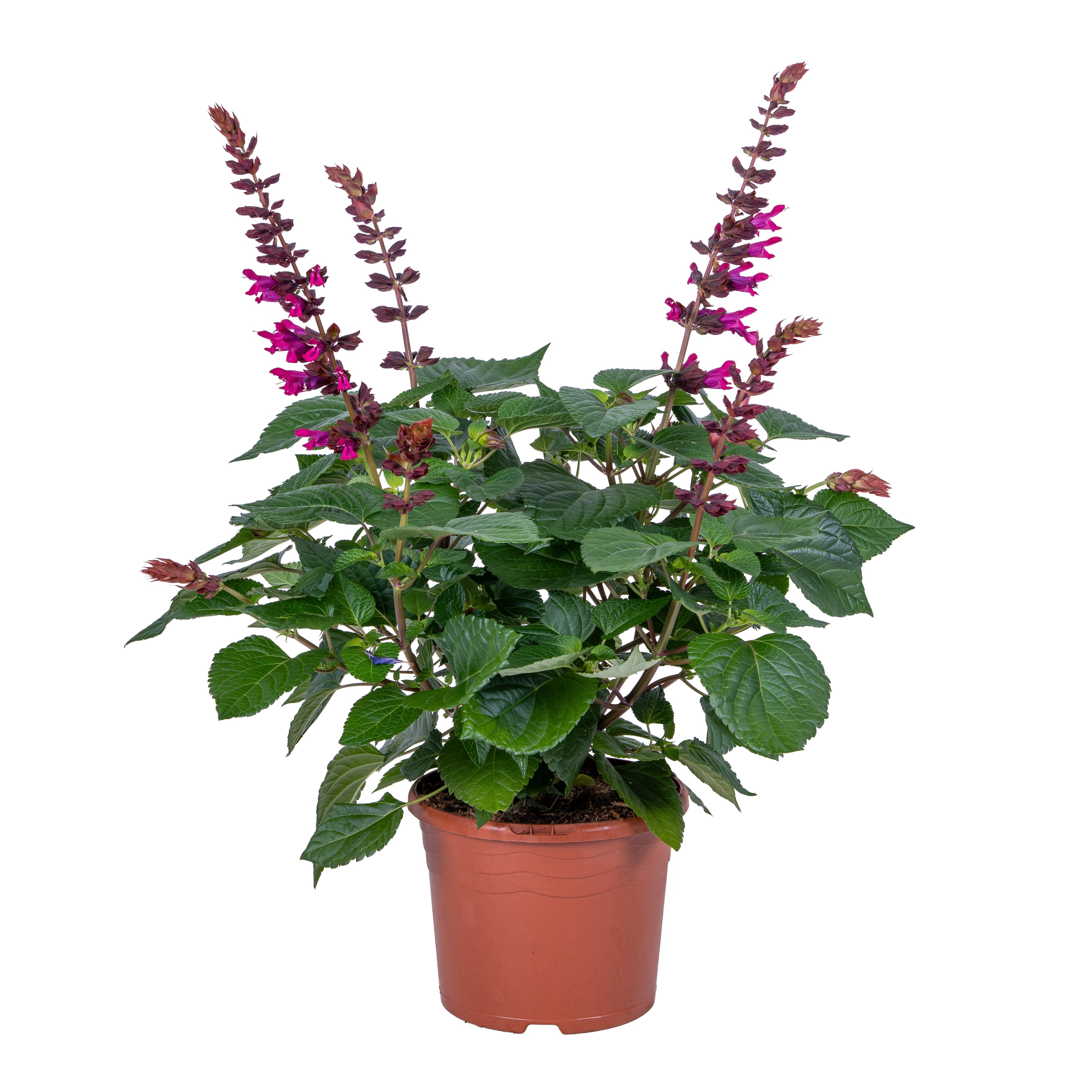 Горшечные цветы и растения оптом Salvia Lake Flamingo Roze от 3шт из Голландии с доставкой по России